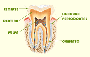 dolor dental